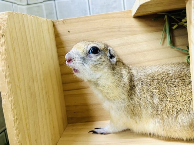 リチャードソンジリス