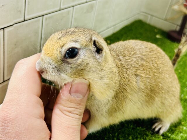 リチャードソンジリス