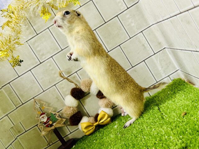 リチャードソンジリス