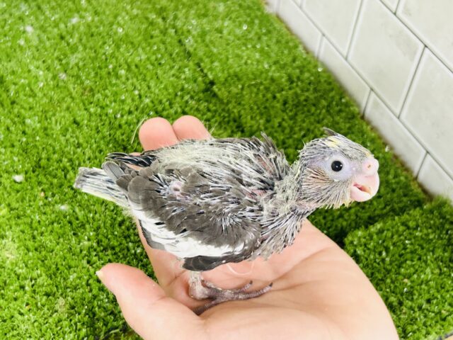 オカメインコ