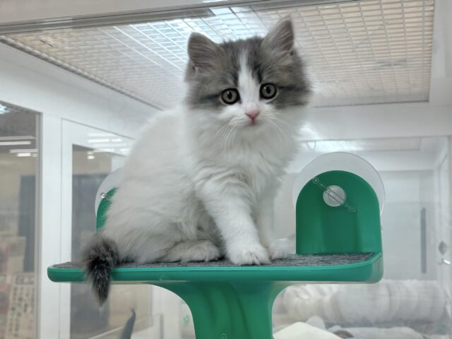 スコティッシュフォールド