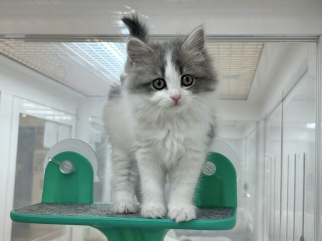 スコティッシュフォールド