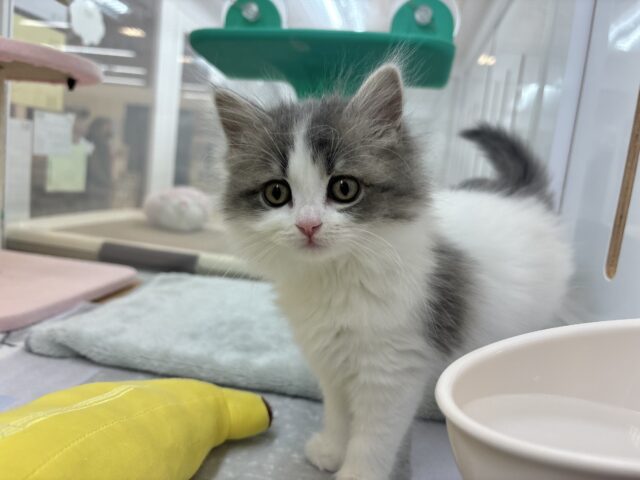 スコティッシュフォールド