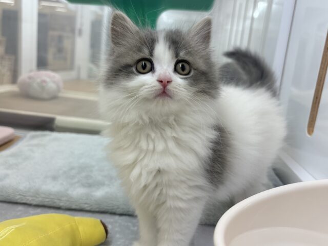 スコティッシュフォールド