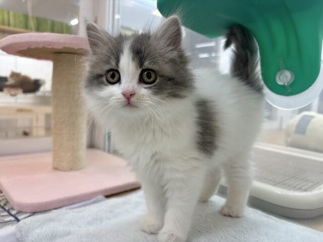 甘ったれの罪深き女の子♡スコティッシュフォールドちゃん! スコティッシュフォールド