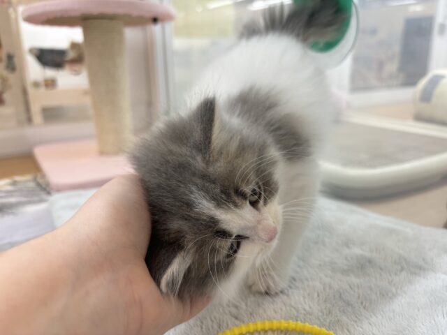 スコティッシュフォールド