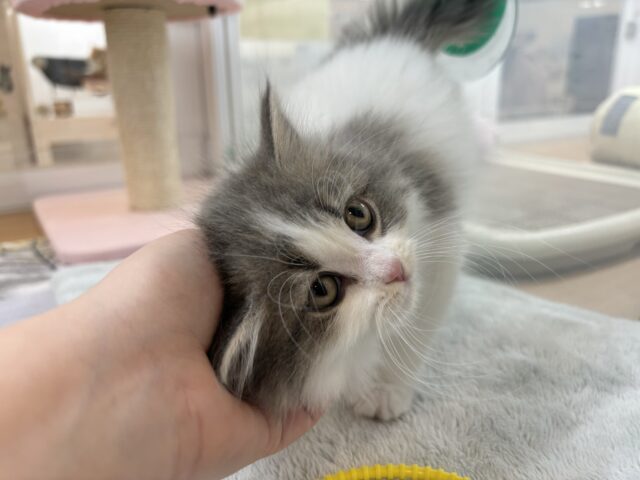 スコティッシュフォールド