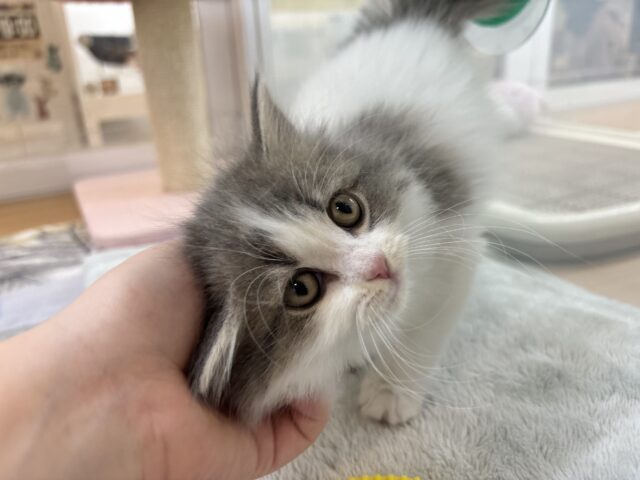 スコティッシュフォールド