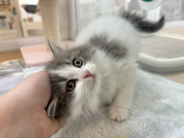 スコティッシュフォールド