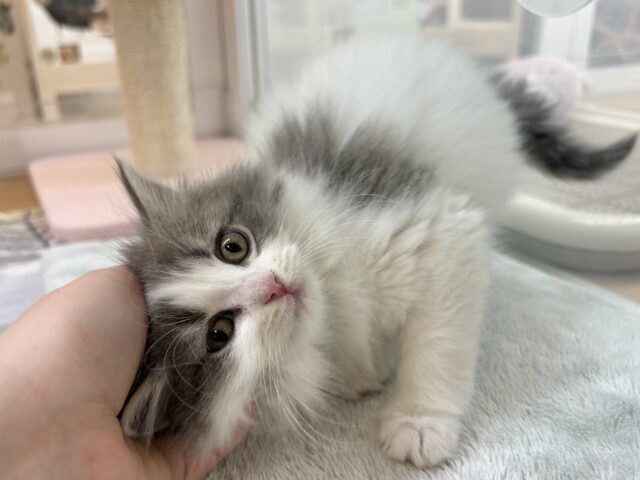 スコティッシュフォールド