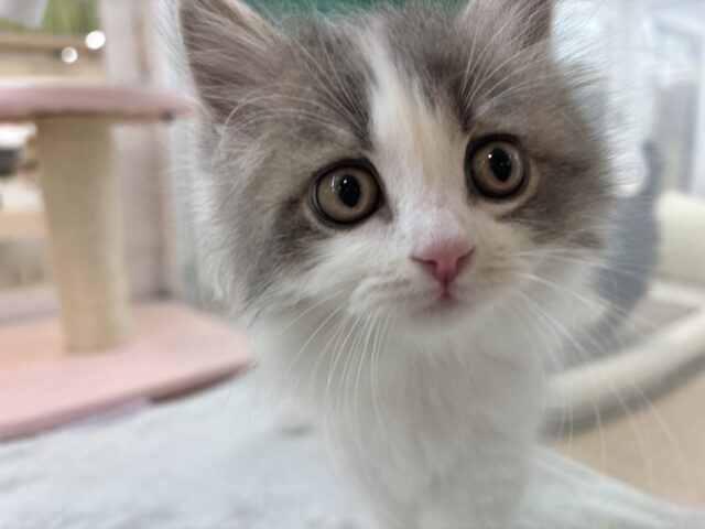 甘ったれの罪深き女の子♡スコティッシュフォールドちゃん! スコティッシュフォールド