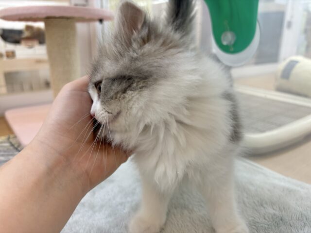 スコティッシュフォールド