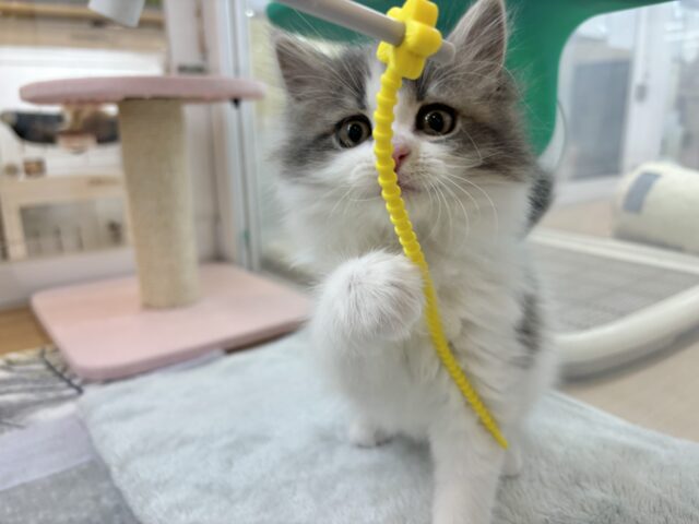 スコティッシュフォールド