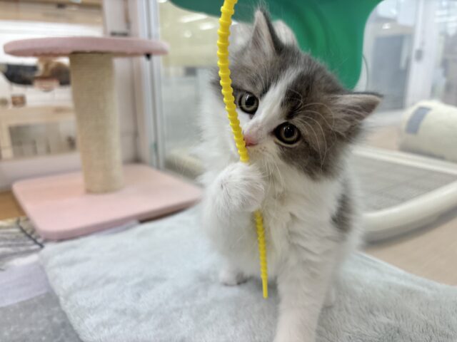 スコティッシュフォールド