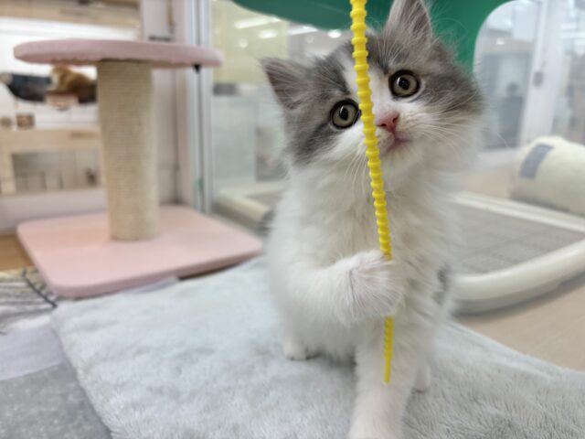 スコティッシュフォールド