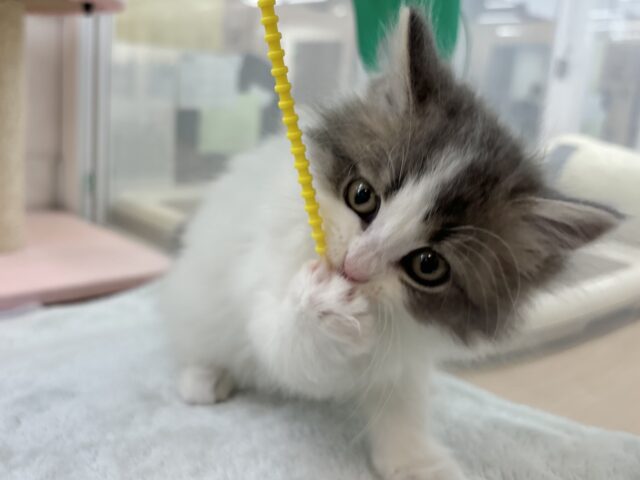 スコティッシュフォールド