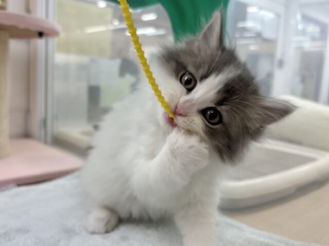 スコティッシュフォールド