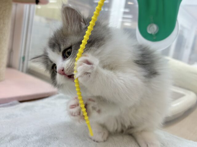 スコティッシュフォールド