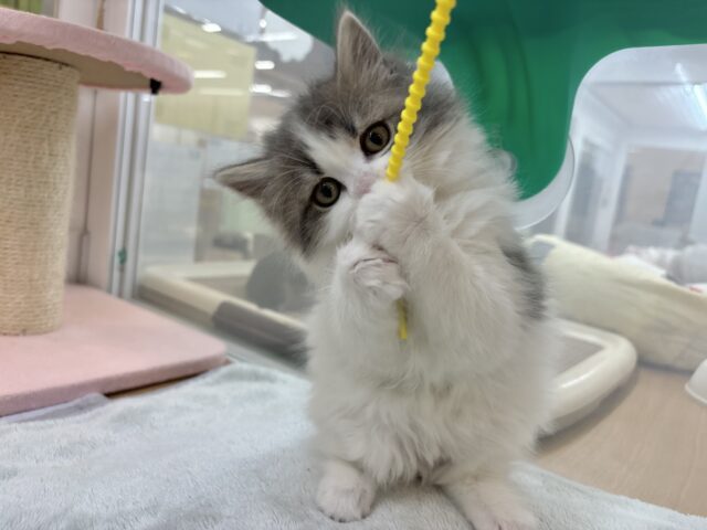 甘ったれの罪深き女の子♡スコティッシュフォールドちゃん! スコティッシュフォールド