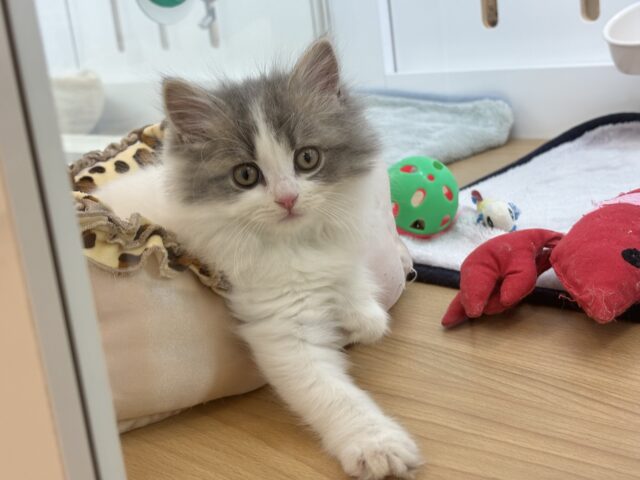 スコティッシュフォールド