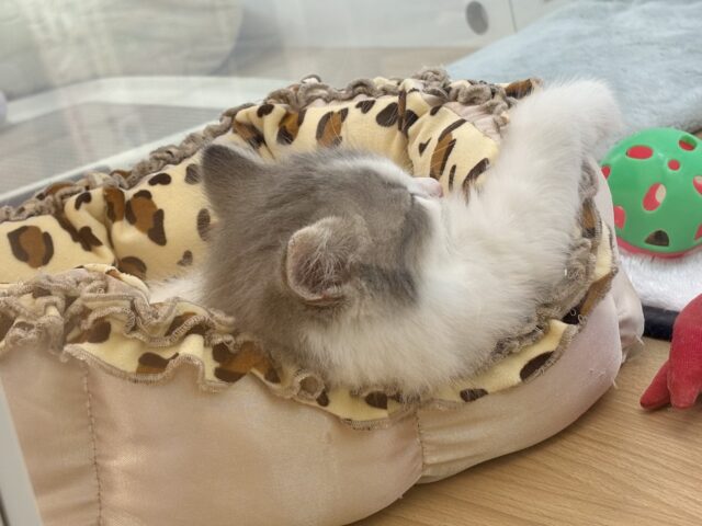 スコティッシュフォールド