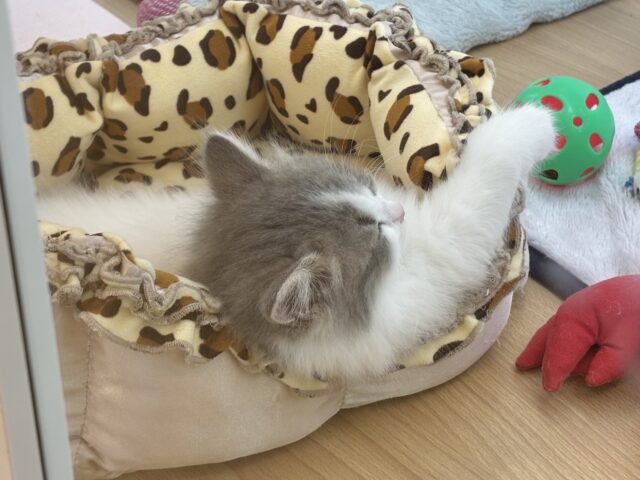 スコティッシュフォールド