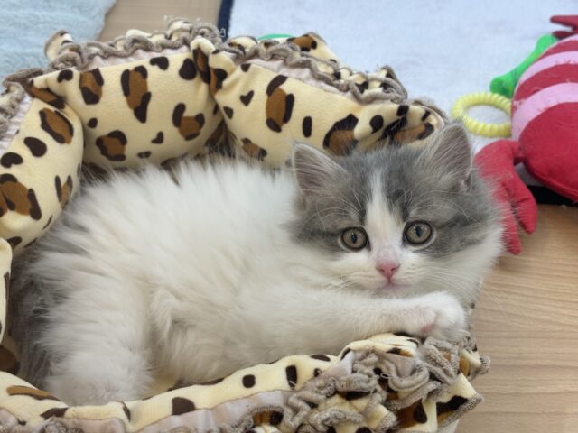 スコティッシュフォールド