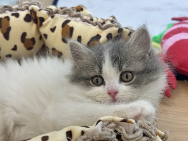 甘ったれの罪深き女の子♡スコティッシュフォールドちゃん! スコティッシュフォールド