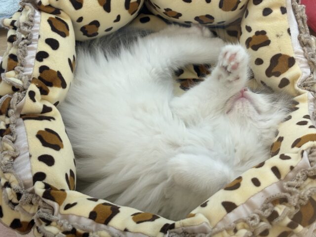 スコティッシュフォールド