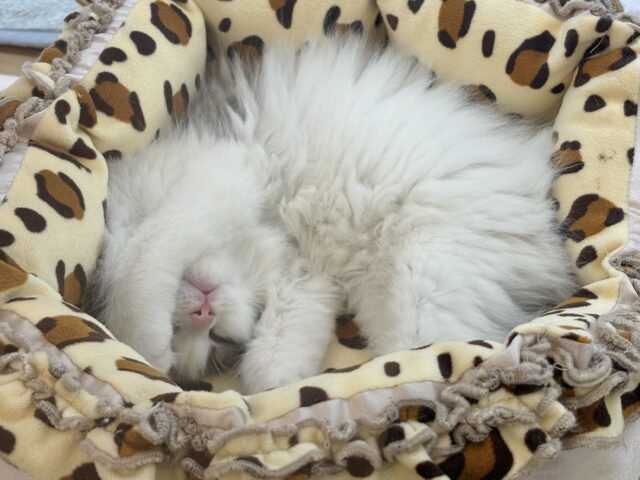 甘ったれの罪深き女の子♡スコティッシュフォールドちゃん! スコティッシュフォールド