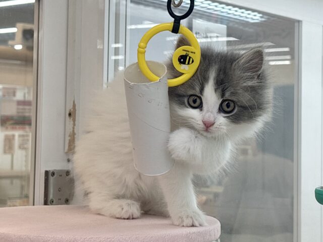 甘ったれの罪深き女の子♡スコティッシュフォールドちゃん! スコティッシュフォールド