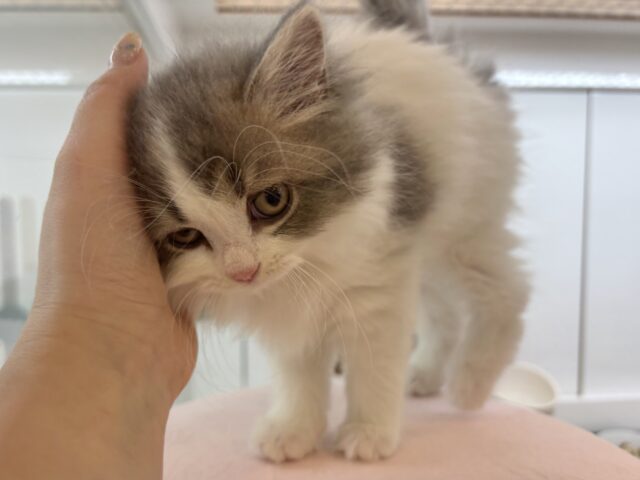 スコティッシュフォールド