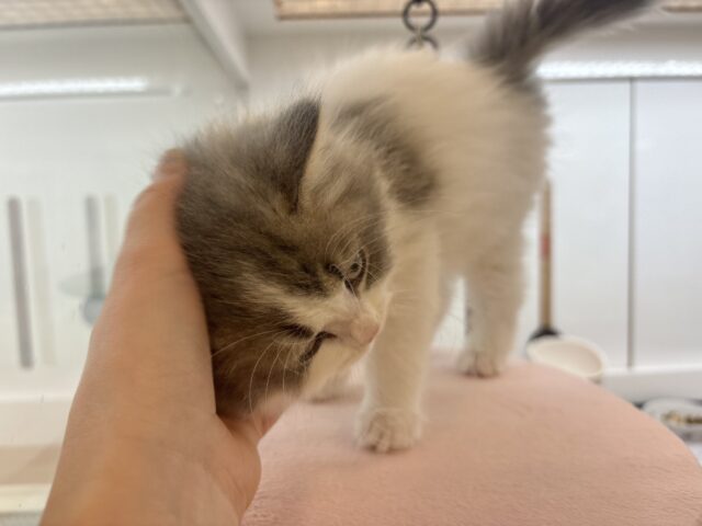 スコティッシュフォールド