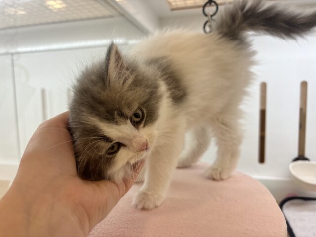 スコティッシュフォールド