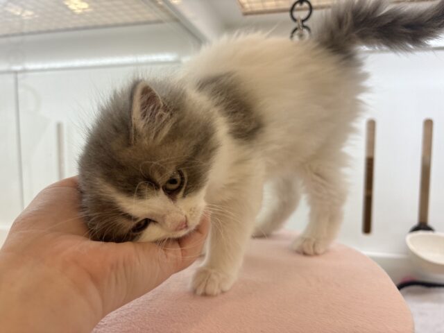 スコティッシュフォールド