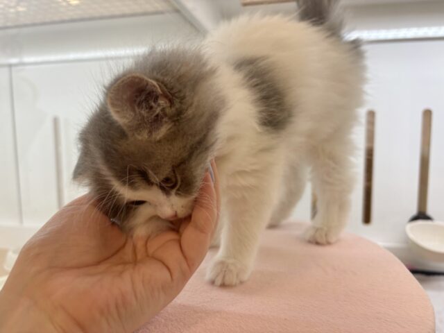 甘ったれの罪深き女の子♡スコティッシュフォールドちゃん! スコティッシュフォールド