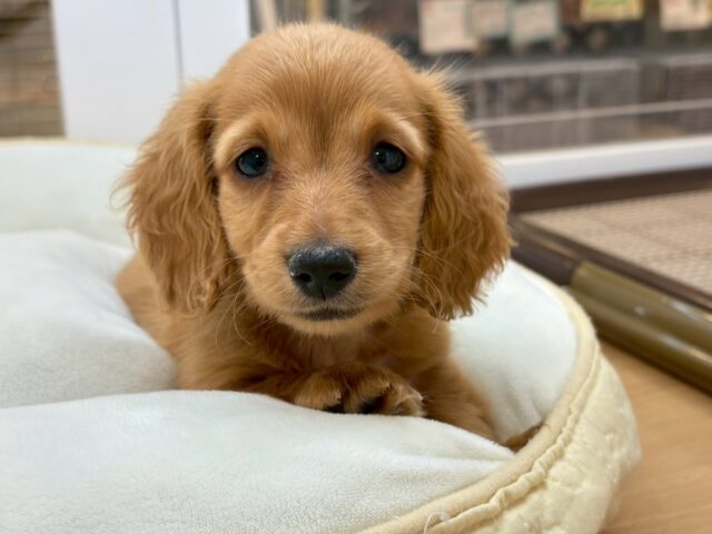 ミニチュアダックス