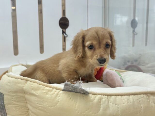 ミニチュアダックス