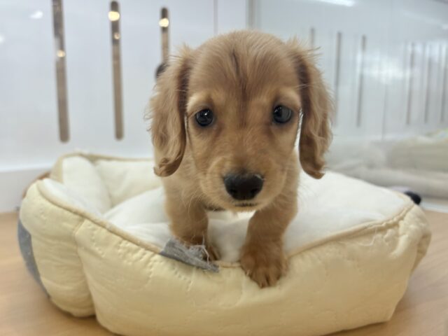 ミニチュアダックス