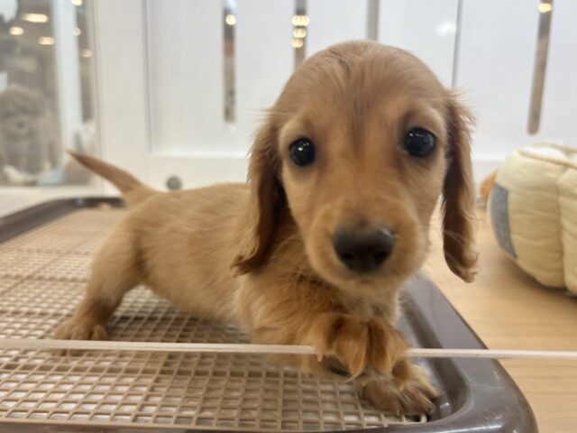 ミニチュアダックス