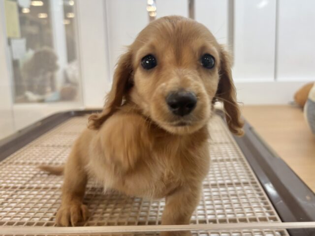 ミニチュアダックス