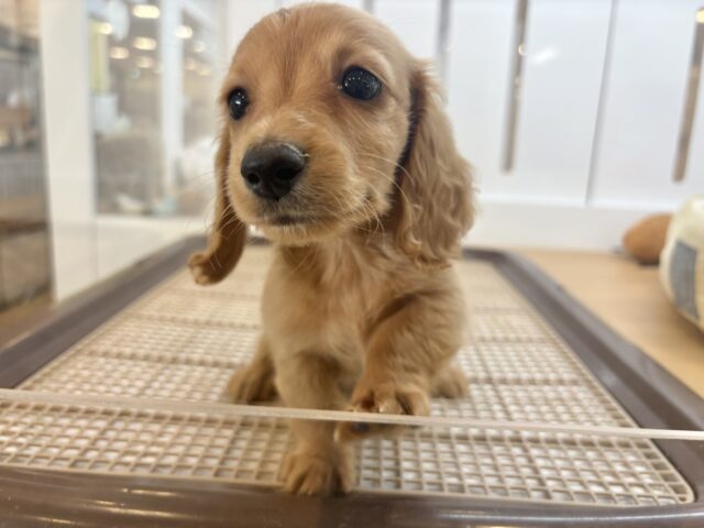 ミニチュアダックス