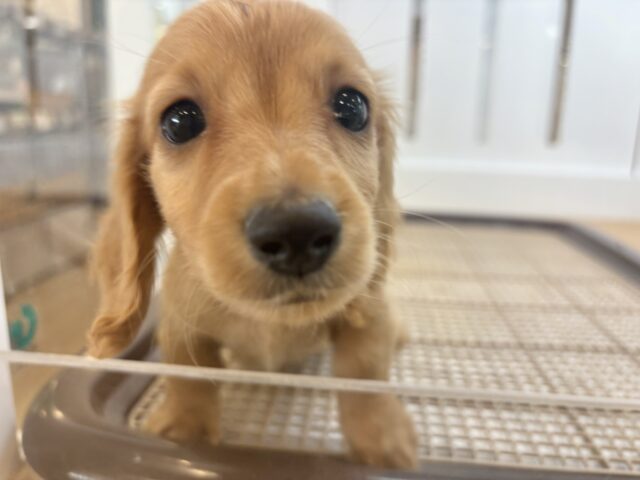 ミニチュアダックス