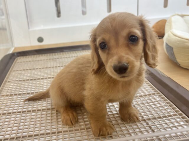 ミニチュアダックス