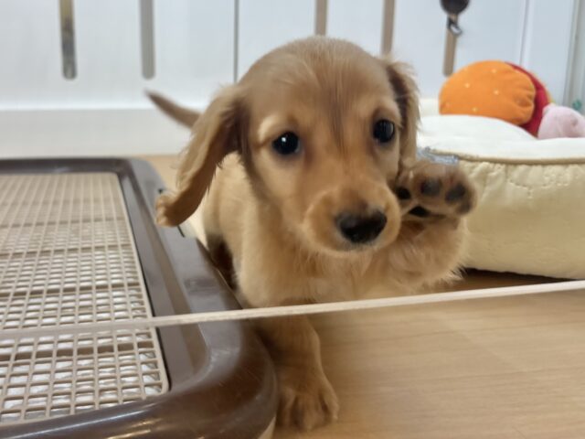 ミニチュアダックス