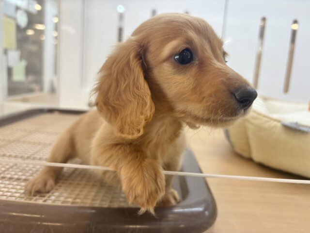 ミニチュアダックス