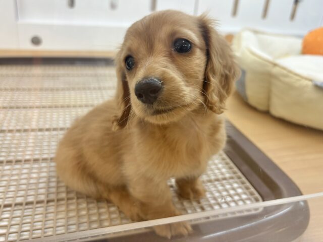 ミニチュアダックス