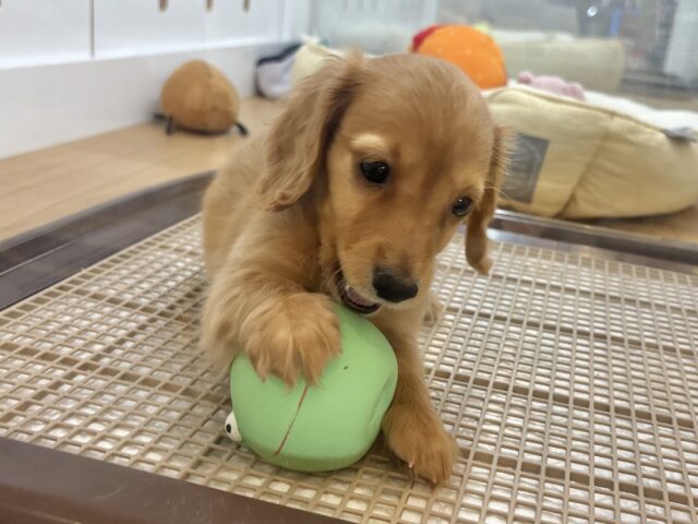 ミニチュアダックス