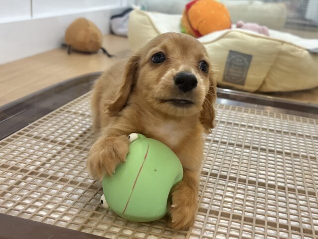 ミニチュアダックス