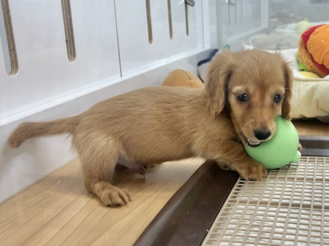 ミニチュアダックス